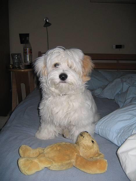 Coton de tulear Ludvig  - Ludvig med sin tro følgesvend billede 1