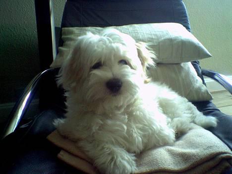 Coton de tulear Ludvig  - Ludvigs yndlingsplads billede 2