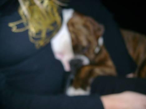 Olde english bulldogge østergaards missy - missy sover.. billede 18