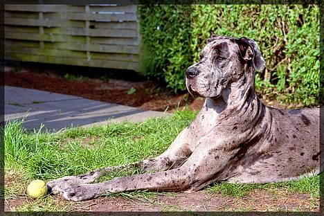 Grand danois Guffi - stadig i haven. billede 9