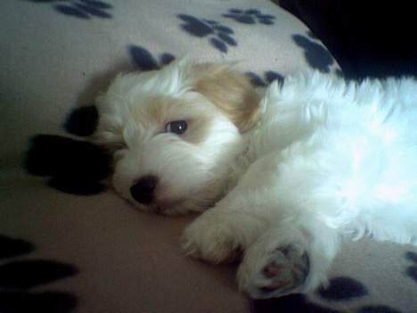 Coton de tulear Ludvig  - Ludvig flader ud i sofaen.. 9 uger gammel billede 4