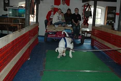 Amerikansk bulldog Nemo billede 9