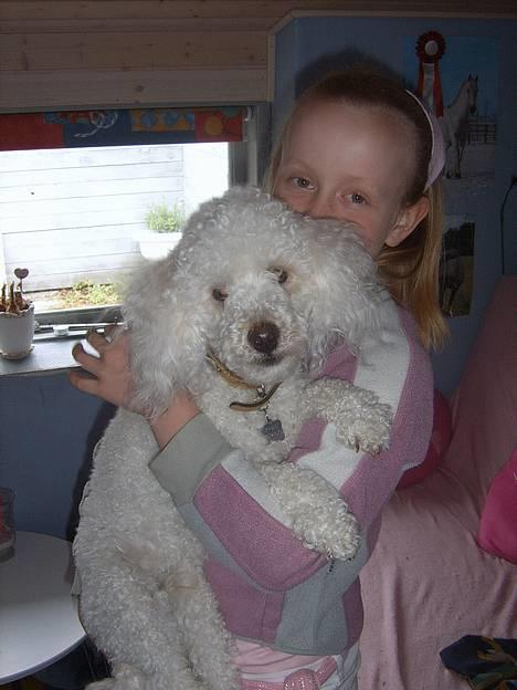 Dværgpuddel frodo - Mig og Frodo billede 1