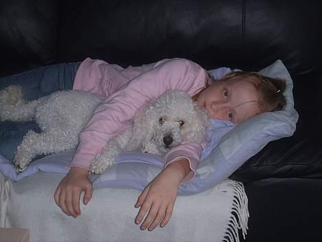 Dværgpuddel frodo - Hvem mon slapper mest af? billede 2