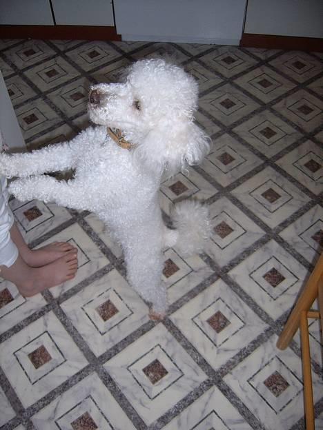 Dværgpuddel frodo - Se hva jeg kan!!!!! billede 3