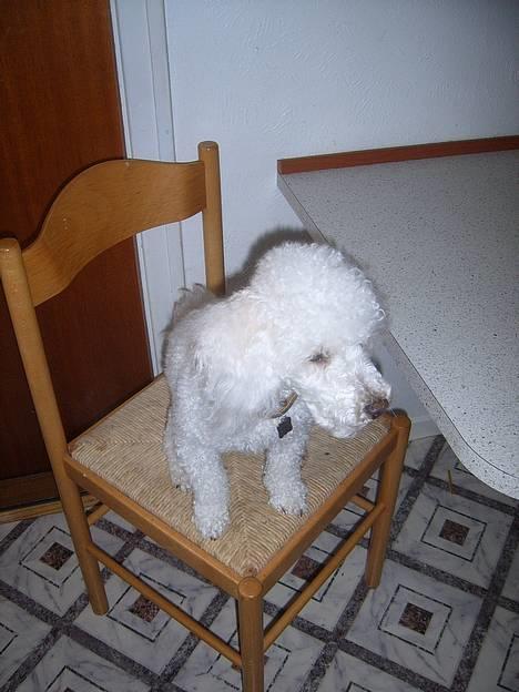 Dværgpuddel frodo - Hallo altså..... Jeg er sulten. billede 4