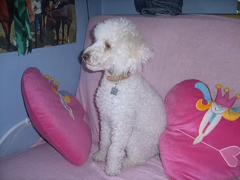 Dværgpuddel frodo - Altså Nanna.. Jeg er en hanhund og ik en tøs. billede 5