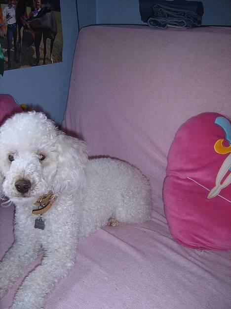 Dværgpuddel frodo - Er vi snart færdige med det her??? billede 6