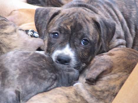 Amerikansk staffordshire terrier Tigra billede 1