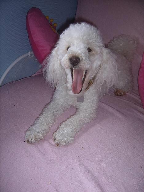 Dværgpuddel frodo - Ha HA nu gider jeg altså ik mere... billede 7