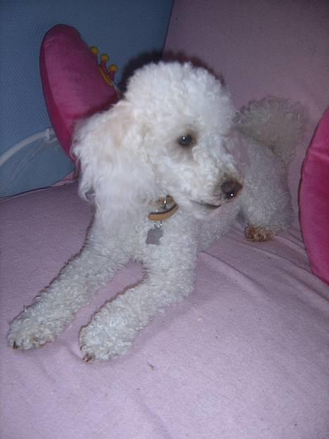 Dværgpuddel frodo - Okay, jeg prøver at se sød ud. billede 8