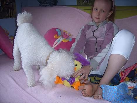 Dværgpuddel frodo - Så er det tid til al lege med bamser....  billede 9