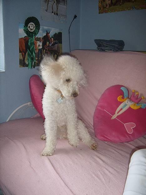 Dværgpuddel frodo - Kom nu Nanna, leg med mig. billede 10