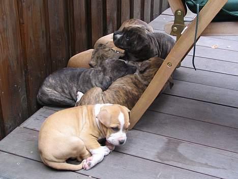 Amerikansk staffordshire terrier Tigra billede 2