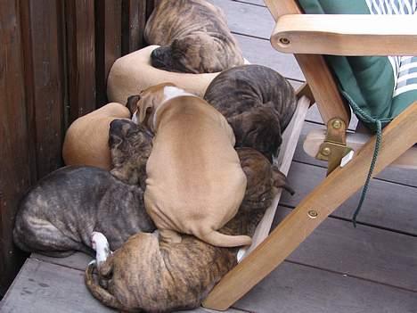 Amerikansk staffordshire terrier Tigra billede 3