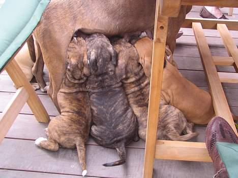 Amerikansk staffordshire terrier Tigra billede 4