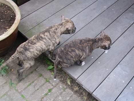 Amerikansk staffordshire terrier Tigra billede 5