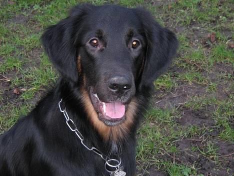 Blanding af racer Balder - hjemme, 14 januar 2007 billede 1