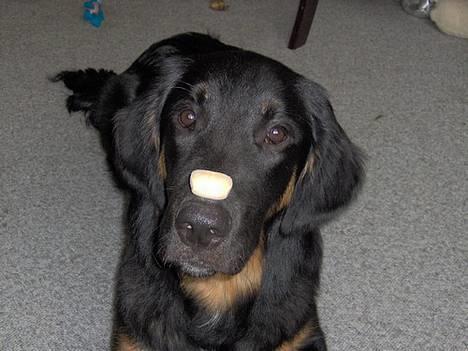 Blanding af racer Balder - ihhh, hvor er jeg altså bare dygtig billede 2