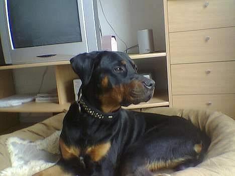 Blanding af racer Kenzo  - Jeg elsker og ligge ud af vinduet så jeg kan følge med i hvad der sker. billede 12