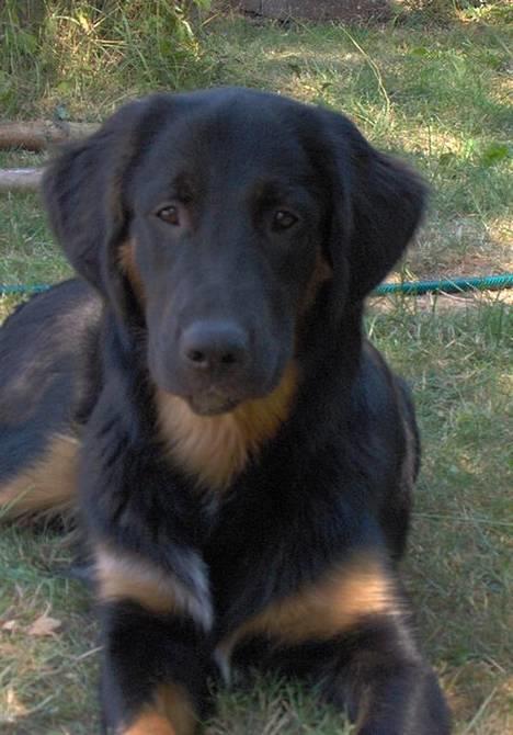 Blanding af racer Balder - 15 juli 2006 billede 3