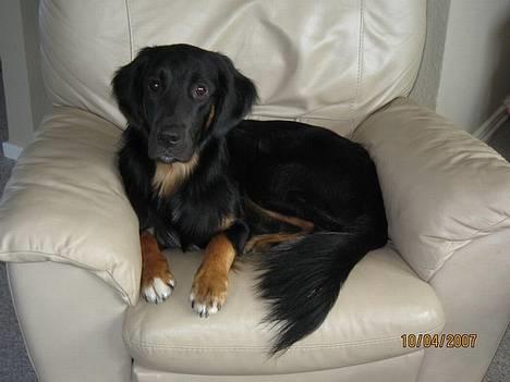 Blanding af racer Balder - april 2007 billede 4