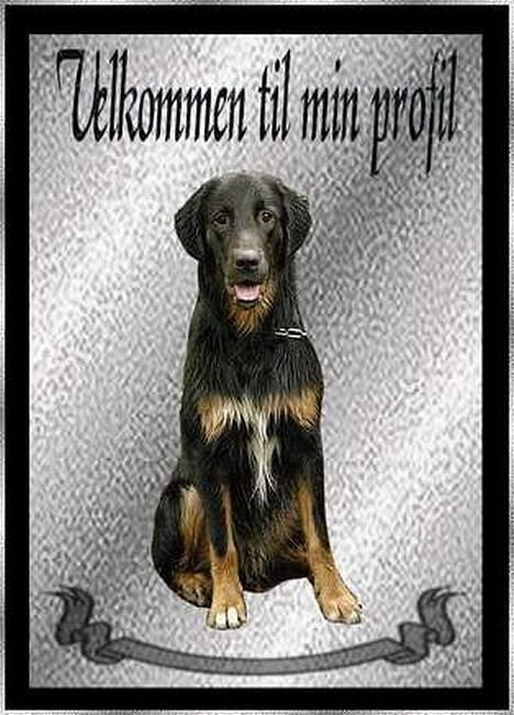 Blanding af racer Balder - minitræf i præstevang skov, hillerød august 2006 (foto:belinda. redigeret af fie) billede 5