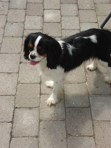 Cavalier king charles spaniel  Gibson  - Jeg er med ude og lege med min gode ven... billede 10