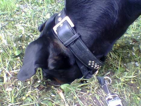 Blanding af racer Kenzo  - Her leger jeg så struds.. billede 13