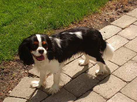 Cavalier king charles spaniel  Gibson  - Se mig mor... billede 11