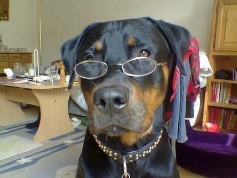 Blanding af racer Kenzo  - Ser jeg ikke klog ud?? billede 14