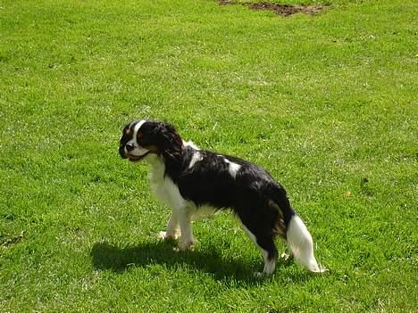 Cavalier king charles spaniel  Gibson  - Det er bare så dejligt at løbe på græs. billede 12