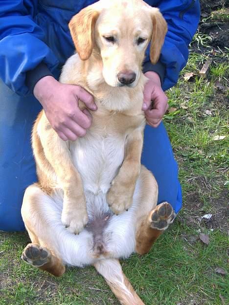 Labrador retriever sita billede 7