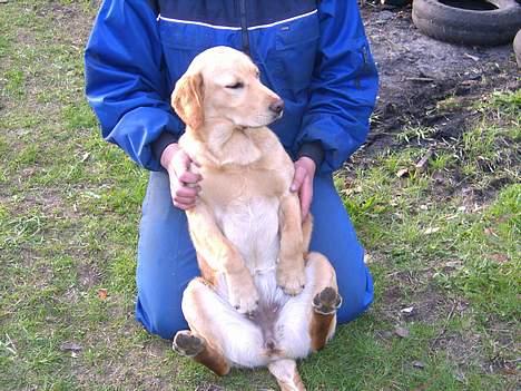 Labrador retriever sita billede 8