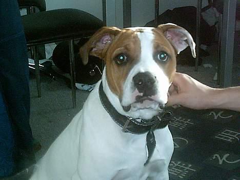 Amerikansk bulldog Rex - Rex billede 1