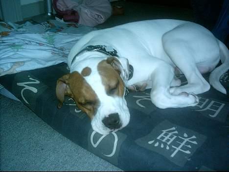 Amerikansk bulldog Rex - Sleepy billede 2