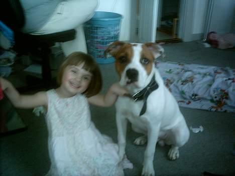 Amerikansk bulldog Rex - Rex og Tine billede 3