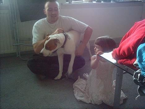 Amerikansk bulldog Rex billede 5