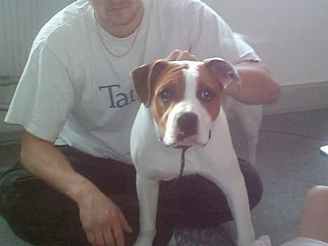 Amerikansk bulldog Rex billede 6