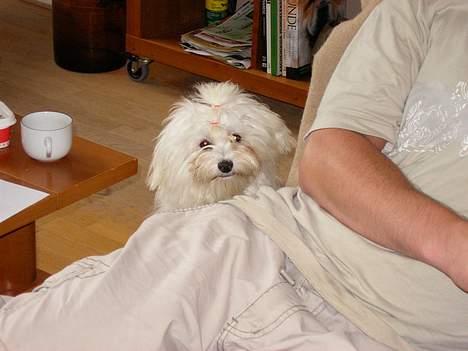 Bichon havanais Silke - Må jeg gerne komme op? billede 6
