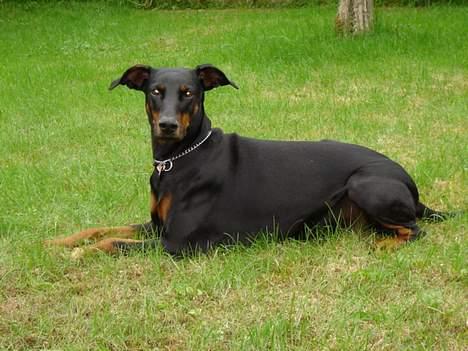 Dobermann Grusholm Flicka ( Gina ) billede 8