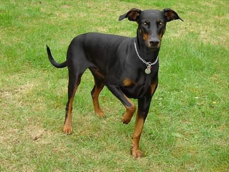 Dobermann Grusholm Flicka ( Gina ) billede 9