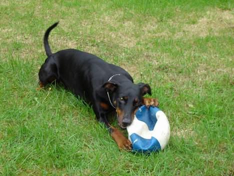 Dobermann Grusholm Flicka ( Gina ) billede 10