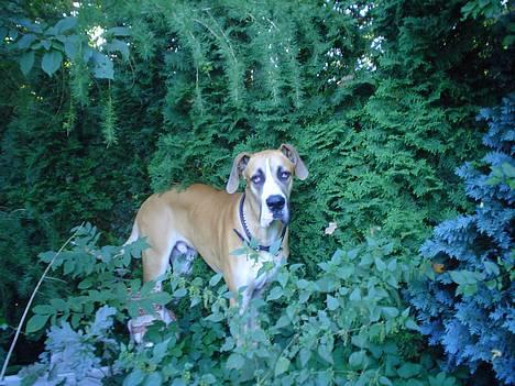 Grand danois HARLEY - hygger mig i solen.... billede 10