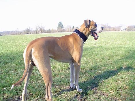 Grand danois HARLEY - ...Moar er rigtig sur på mig...har lige prøvet at jage nogen fasaner...øv det snyd de ka flyve øøøv! billede 11