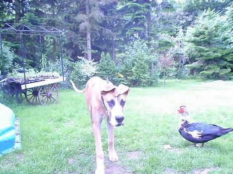 Grand danois HARLEY - leger med min and Donald.... billede 12