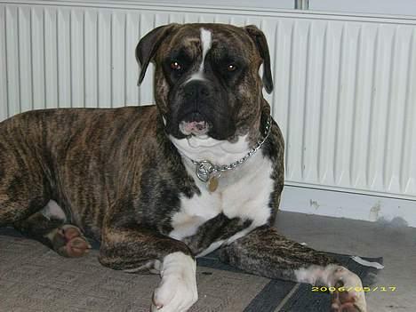 Amerikansk bulldog Balder billede 4