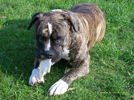 Amerikansk bulldog Balder billede 5