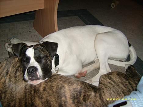 Amerikansk bulldog Frida billede 4