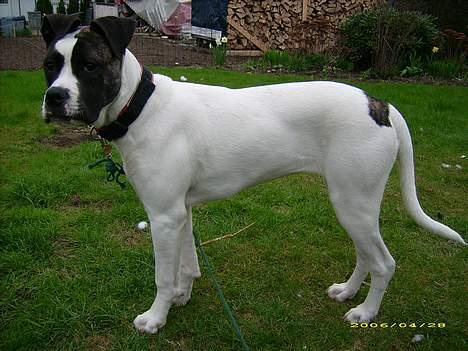 Amerikansk bulldog Frida billede 5